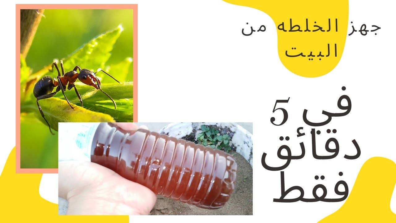 خلطة طبيعية للتخلص من النمل في المنزل