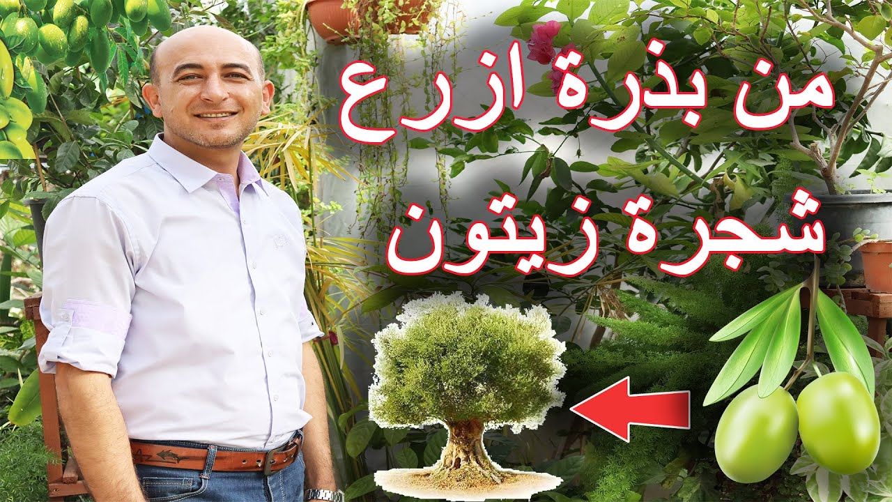 زراعة الزيتون الأخضر