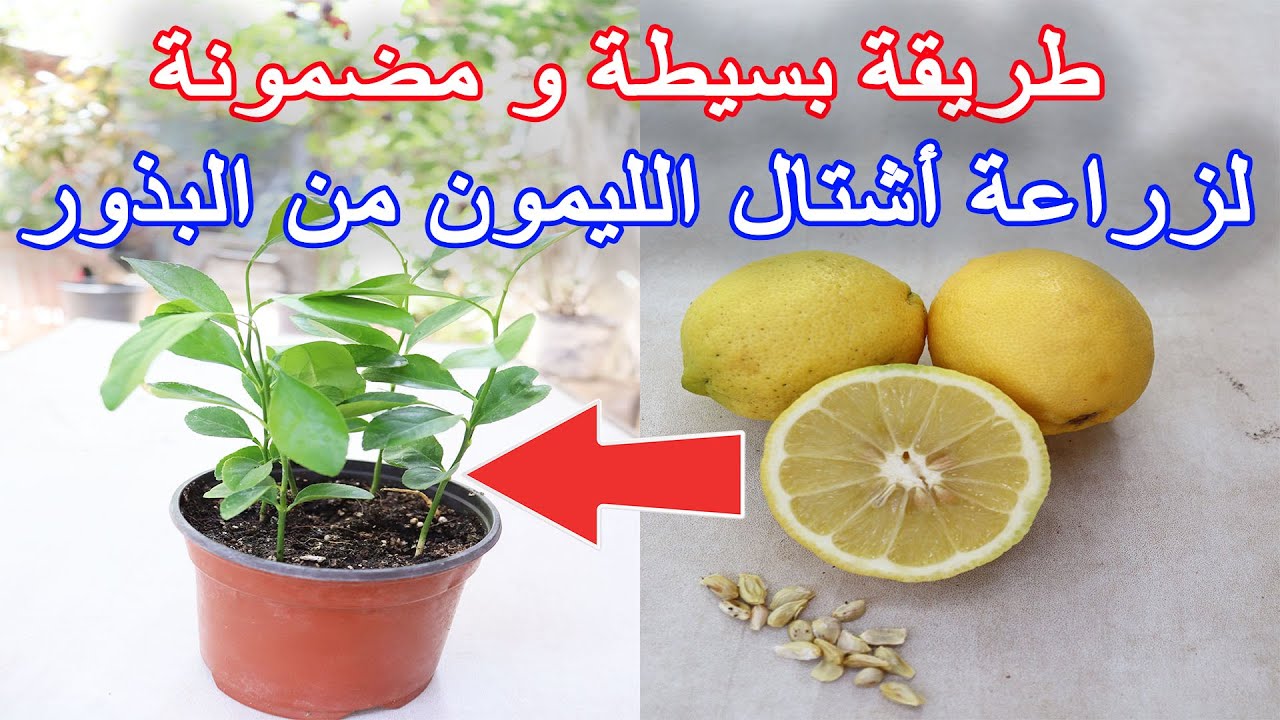 زراعة الليمون