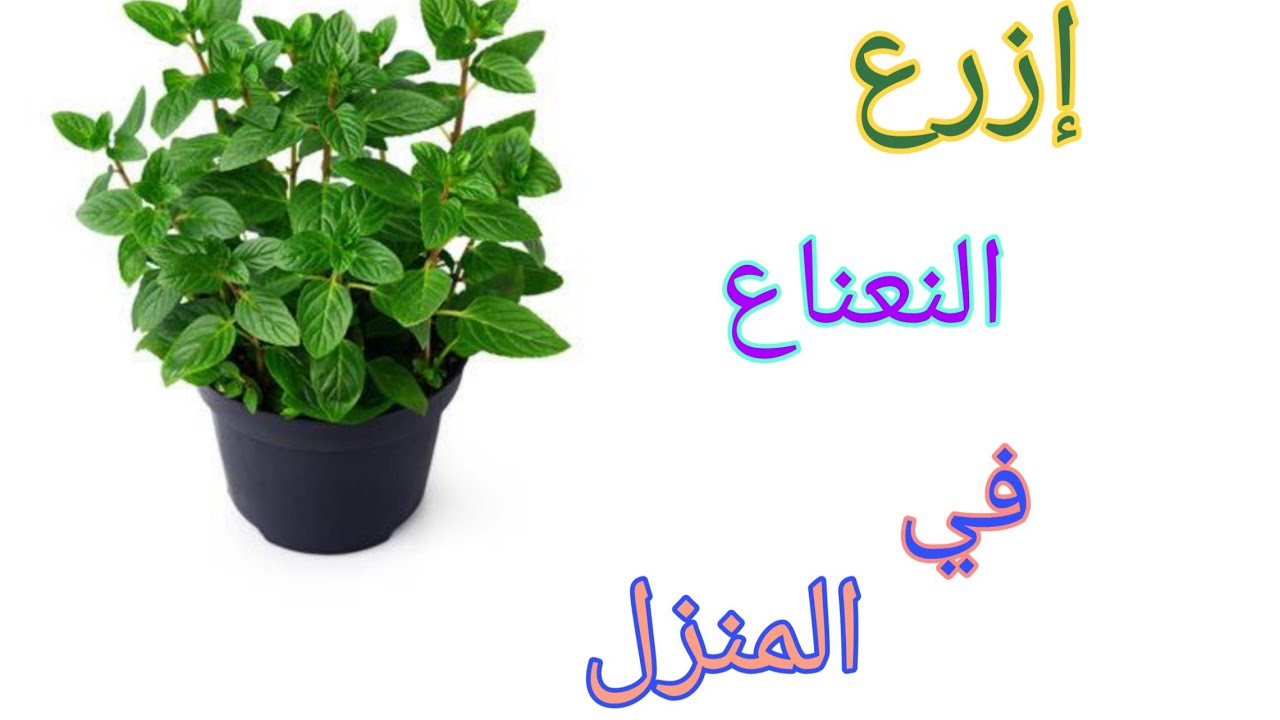 زراعة النعناع ببلكونة المنزل