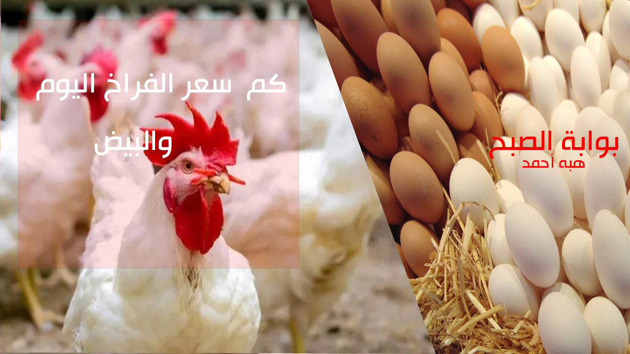 سعر الفراخ اليوم