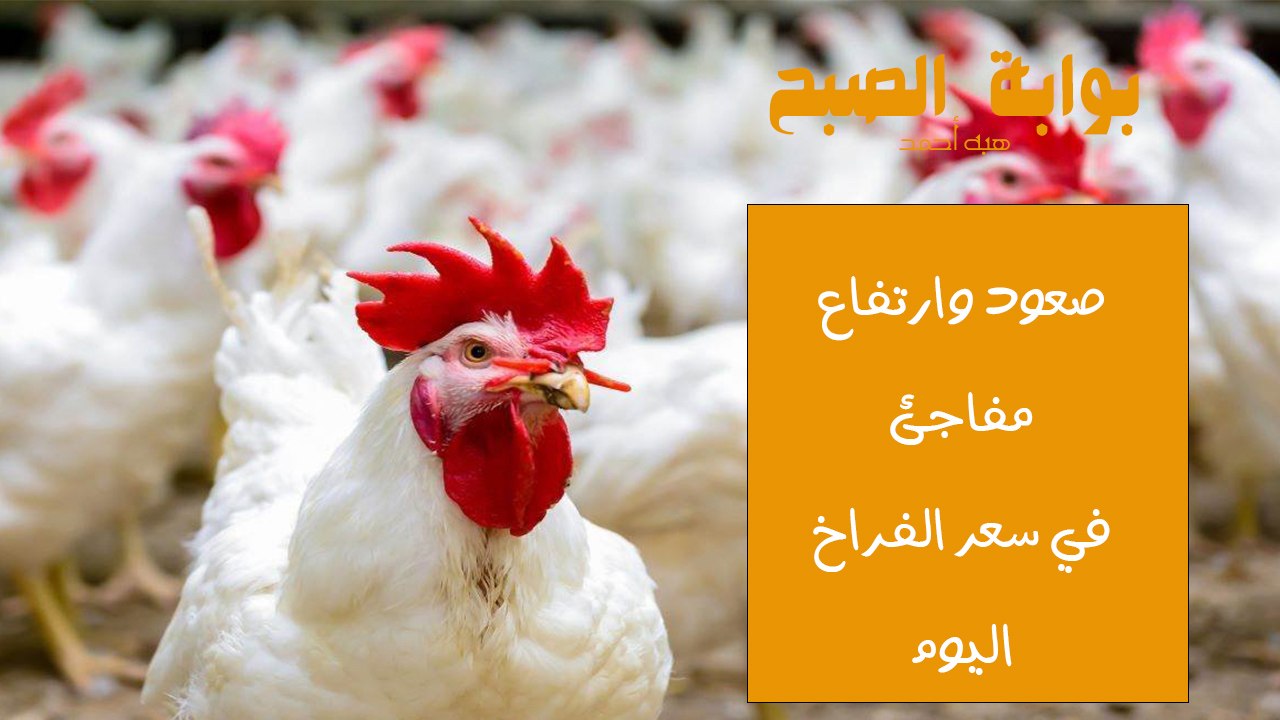 سعر الفراخ اليوم الإثنين في البورصة والأسواق