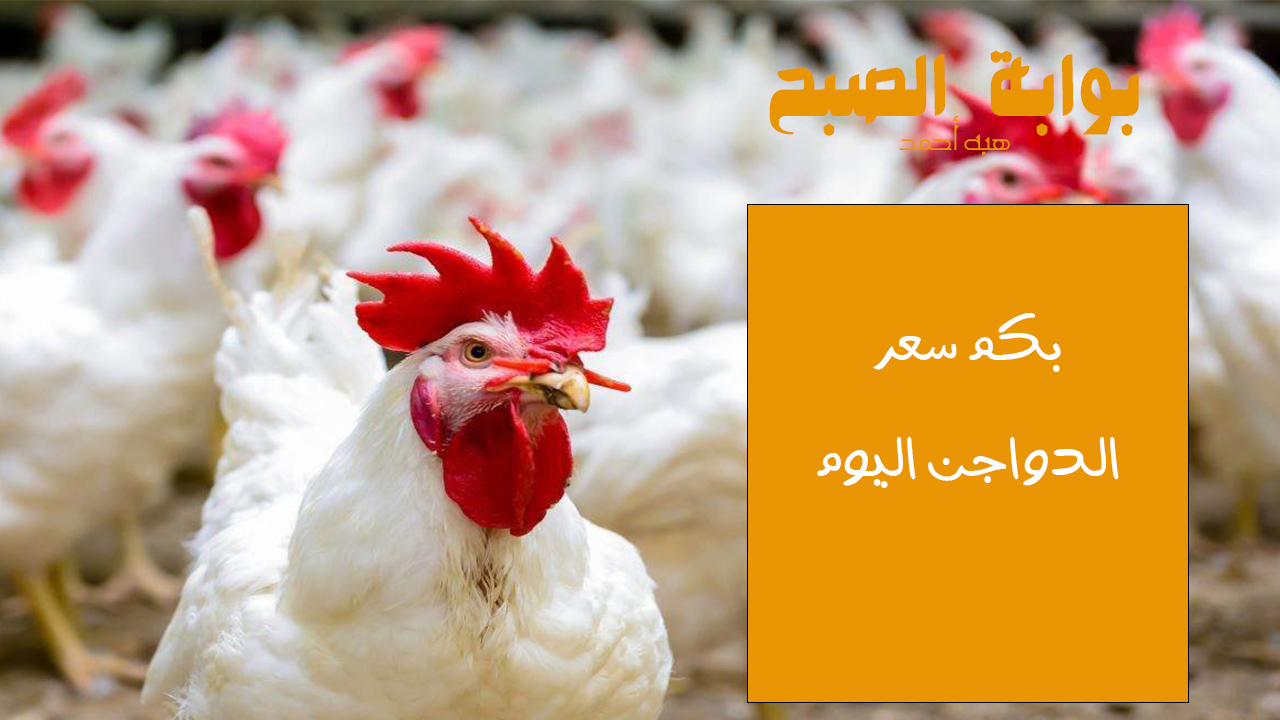 سعر الفراخ اليوم