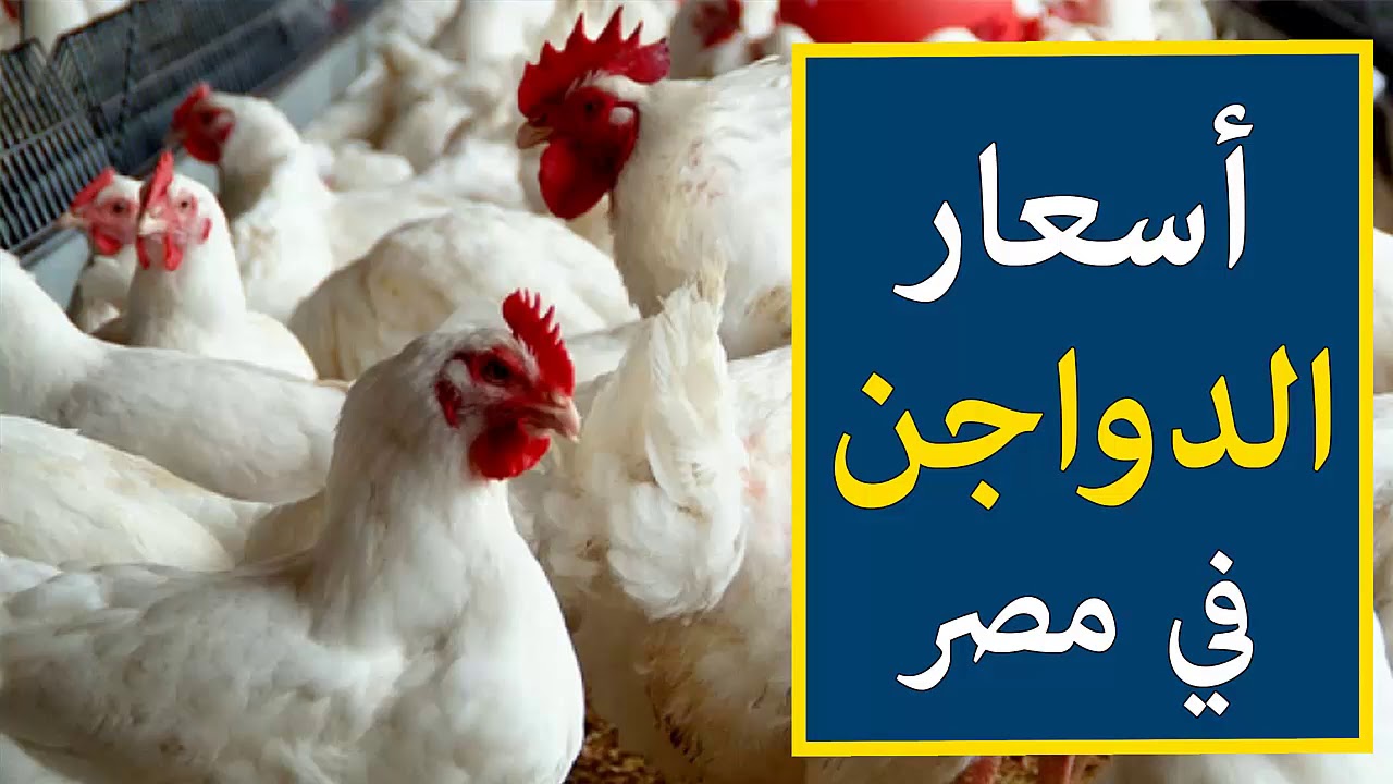 سعر الفراخ في مصر