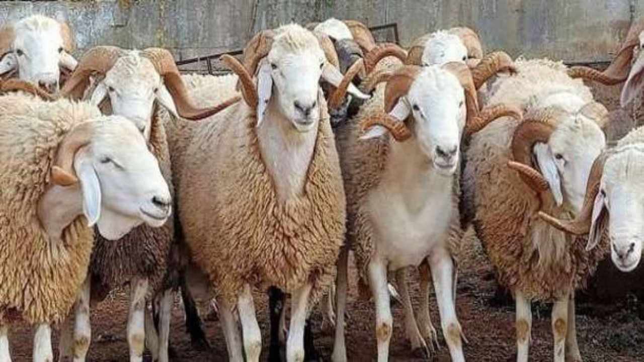 سعر الهدي في الحج 2024