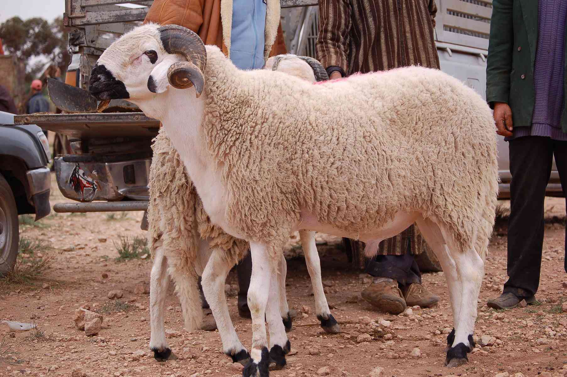 سعر الهدي في بنك الراجحي 2024