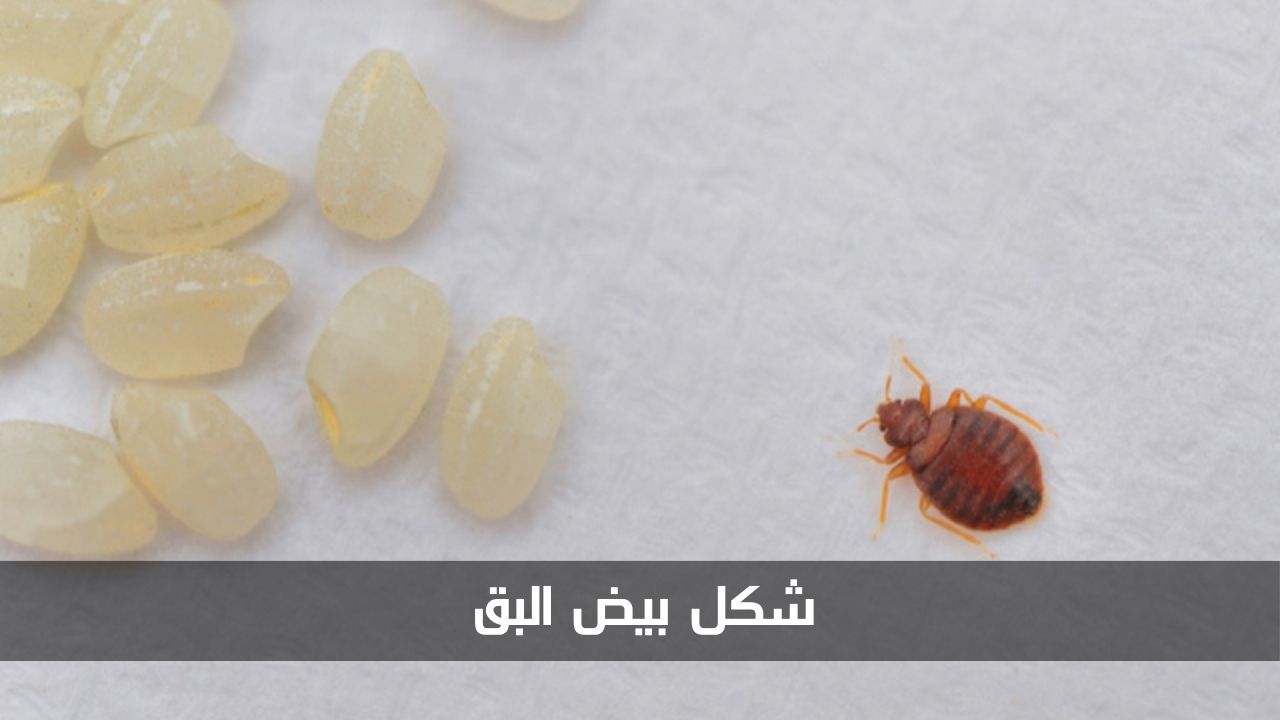 شكل بيض البق