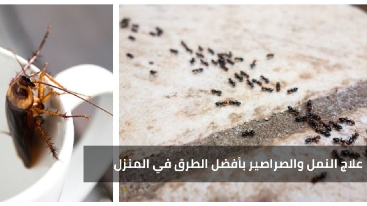 طريقة التخلص من النمل والصراصير من مطبخك