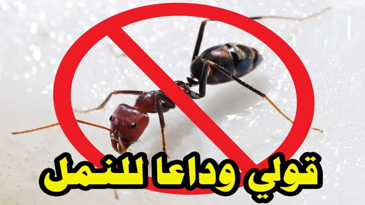 طريقة التخلص من النمل