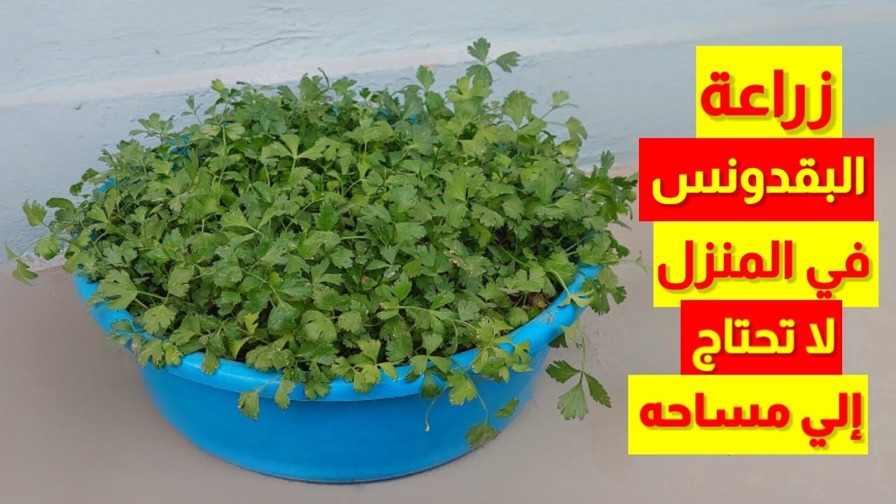 طريقة زراعة البقدونس في المصفاة بالمنزل