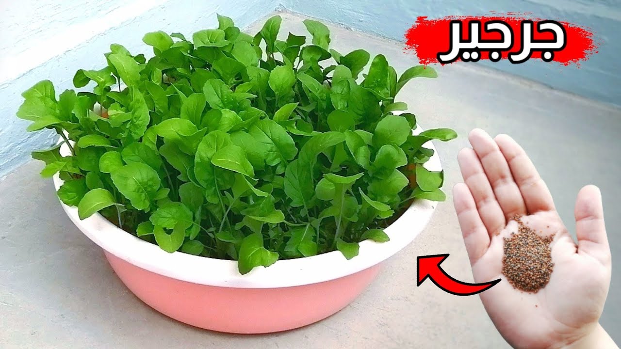 طريقة زراعة الجرجير في المنزل