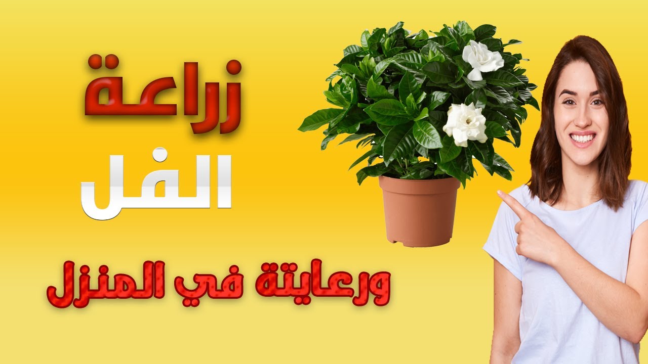 طريقة زراعة الفل