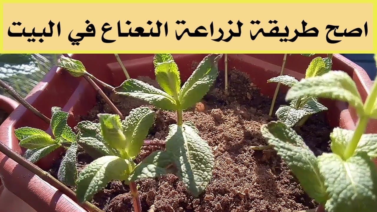 طريقة زراعة النعناع في المنزل