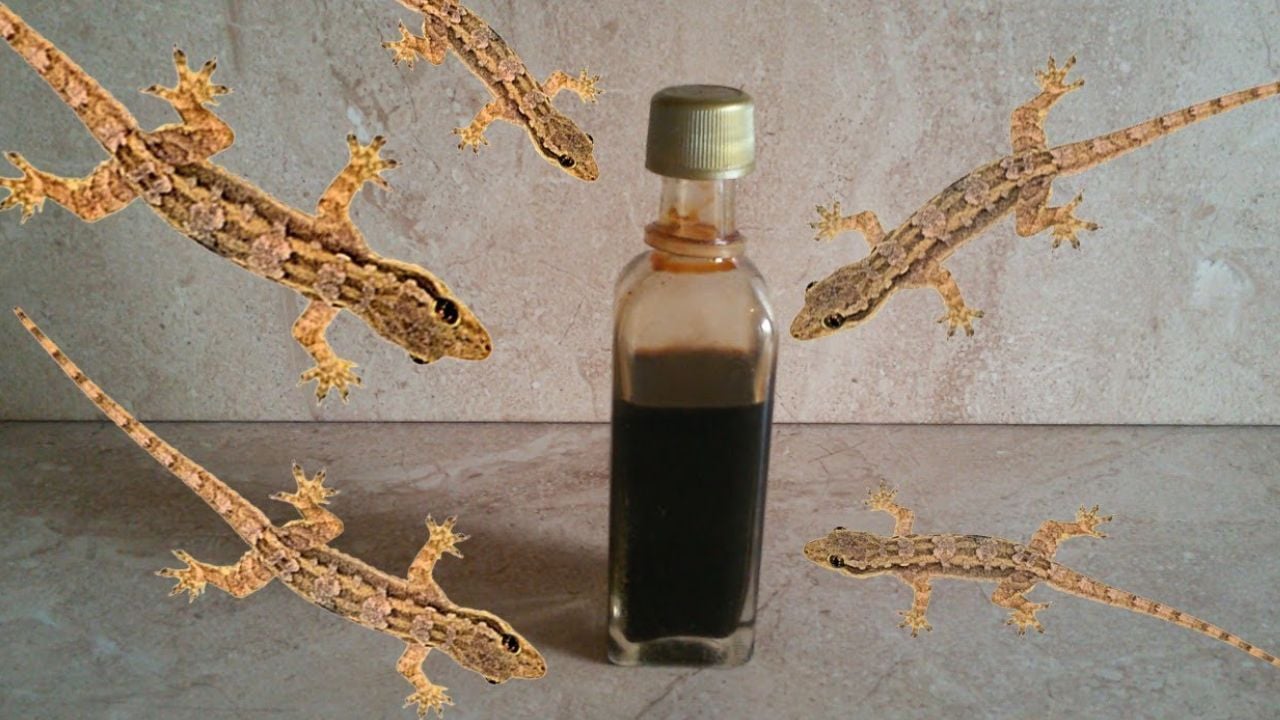 طريقة طرد البرص من البيت 1