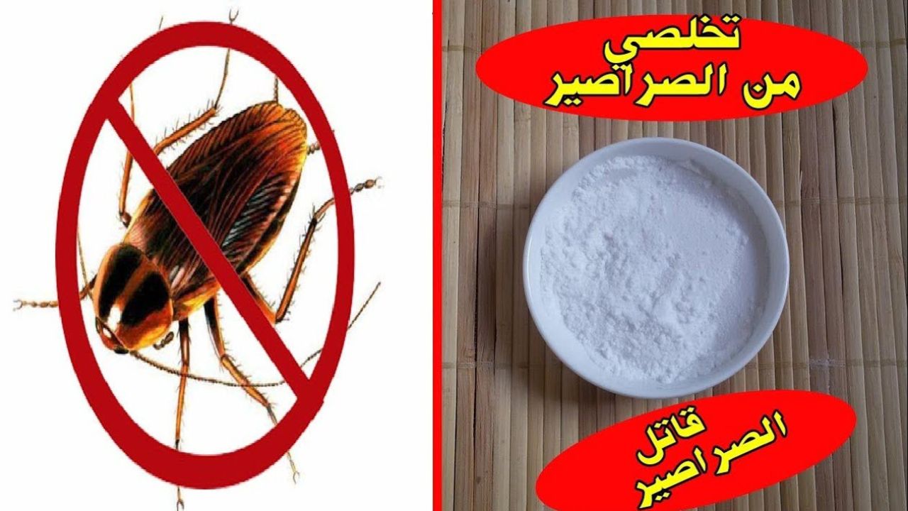 عجينة سحرية للتخلص من الصراصير