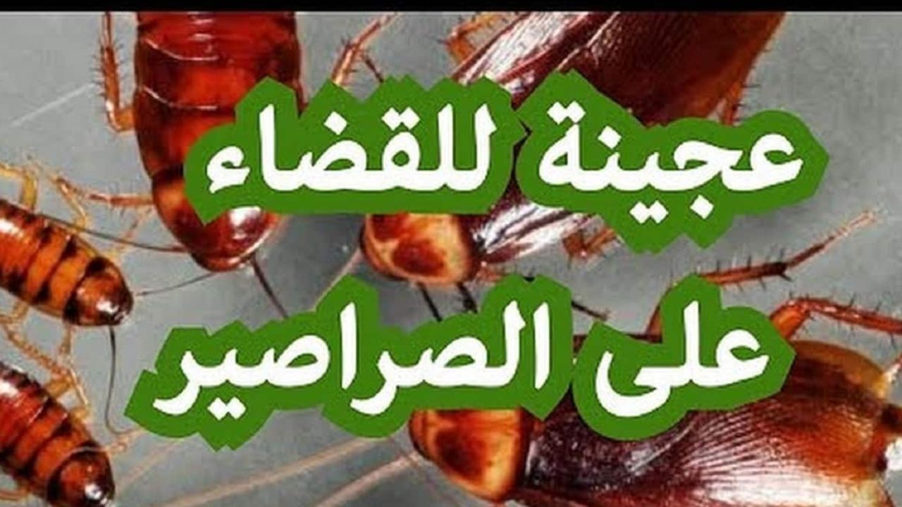 عجينة سحرية للتخلص من الصراصير