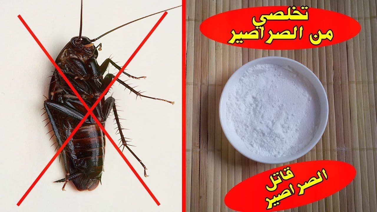 عجينة طرية للتخلص من الصراصير والنمل