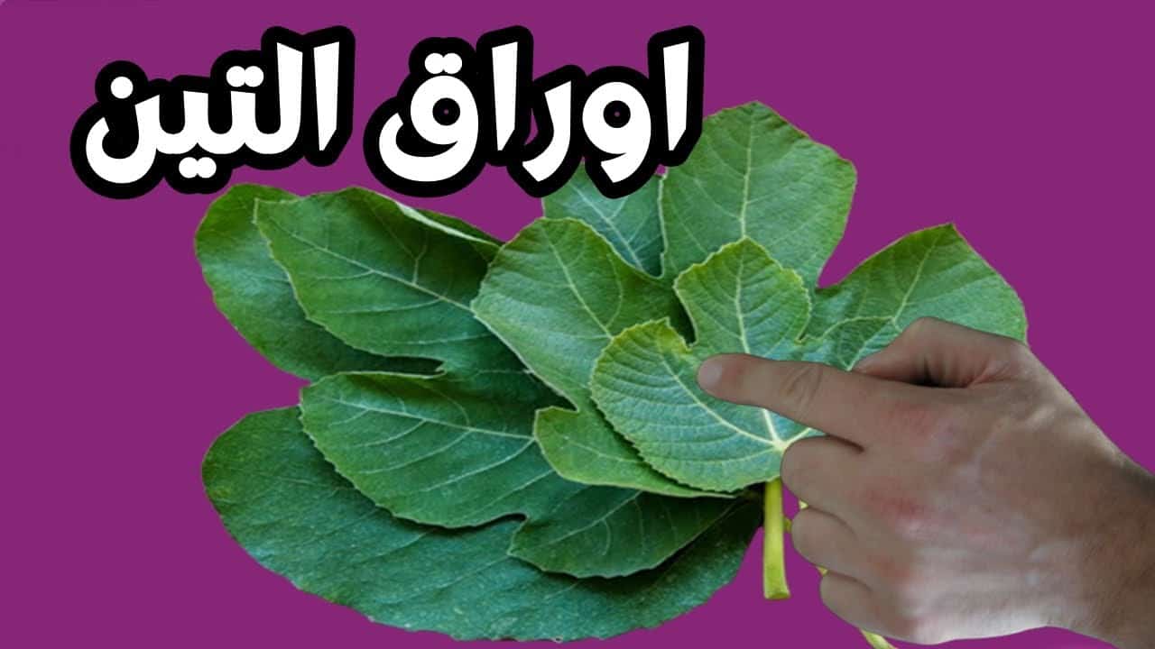 فوائد حرق ورق التين الأخضر