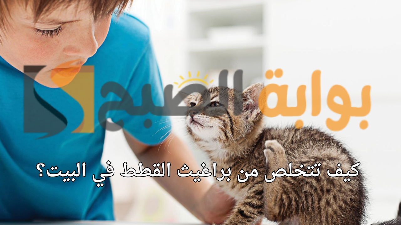 كيف تتخلص من براغيث القطط في البيت؟ سُبُل العلاج منزليًا
