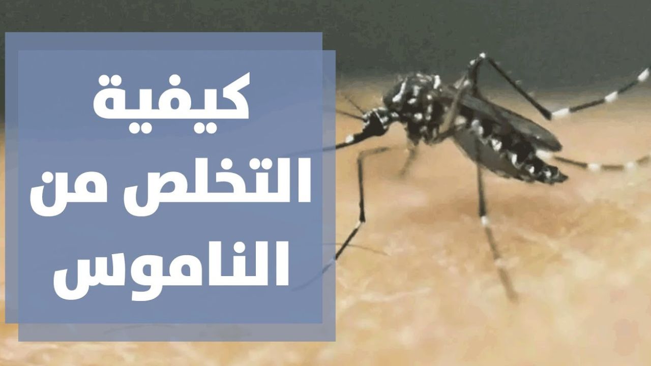 كيف تتخلصين من ناموس الصيف في المساء