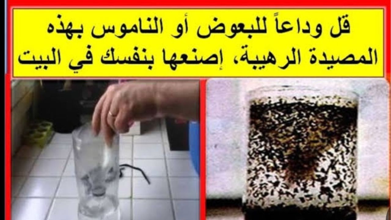 مصيدة منزلية لطرد الذباب من البيت
