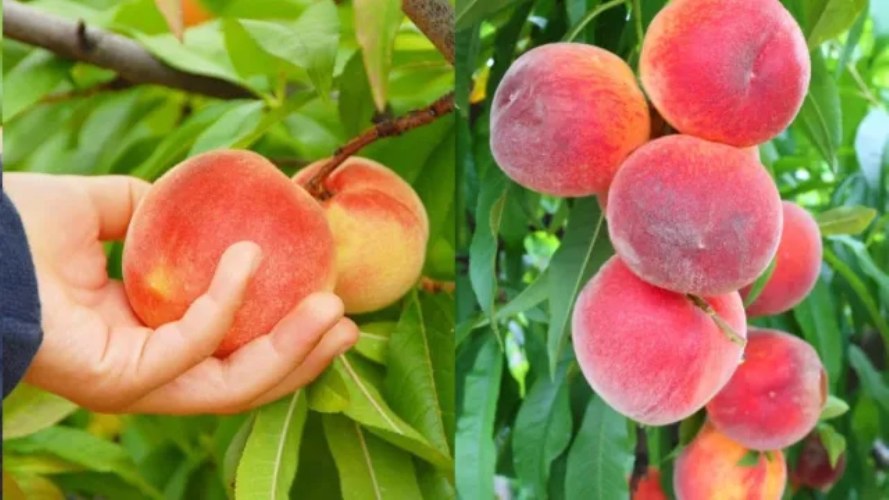نصائح هامة عند شراء الخوخ
