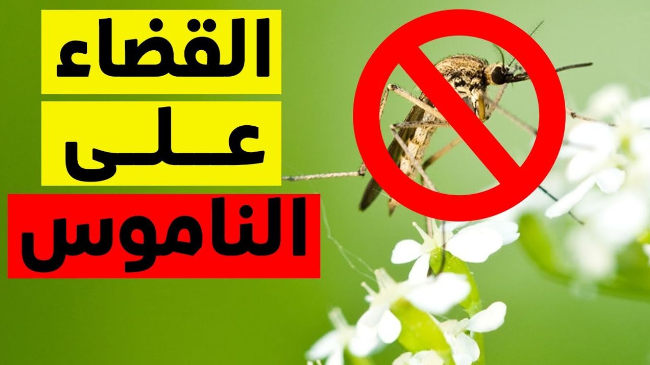 وصفة التخلص من الناموس والذباب