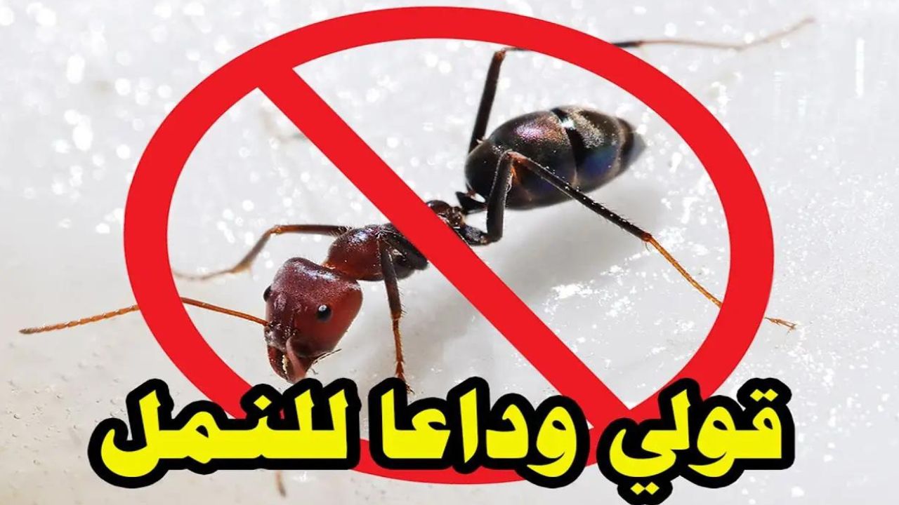 وصفة التخلص من النمل