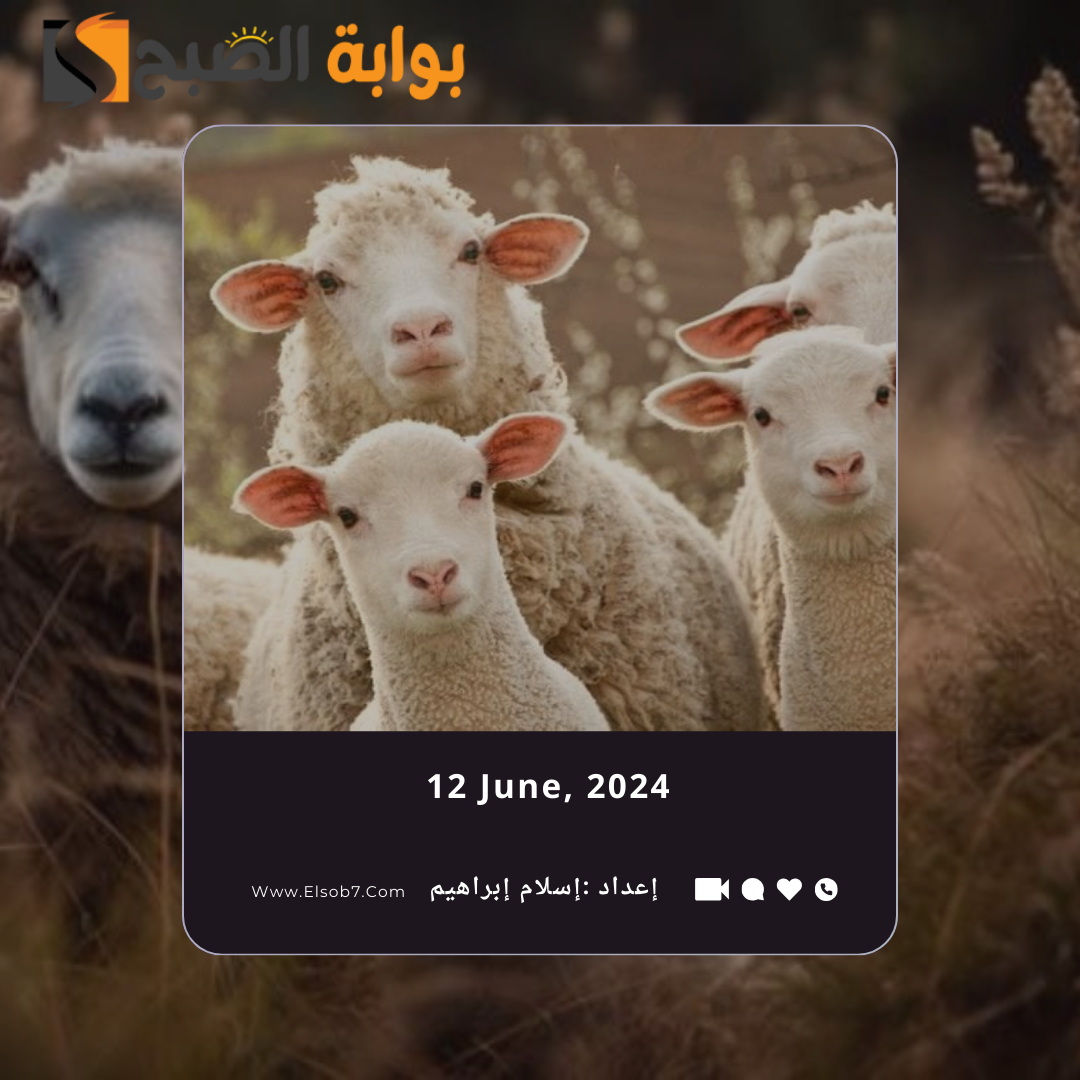 أماكن بيع الأضاحي في جدة 1445 - 2024