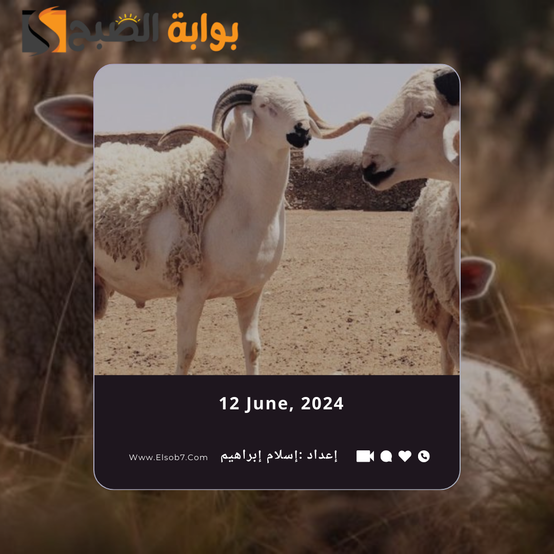 سعر الذبح للاضحية 2024 جدة