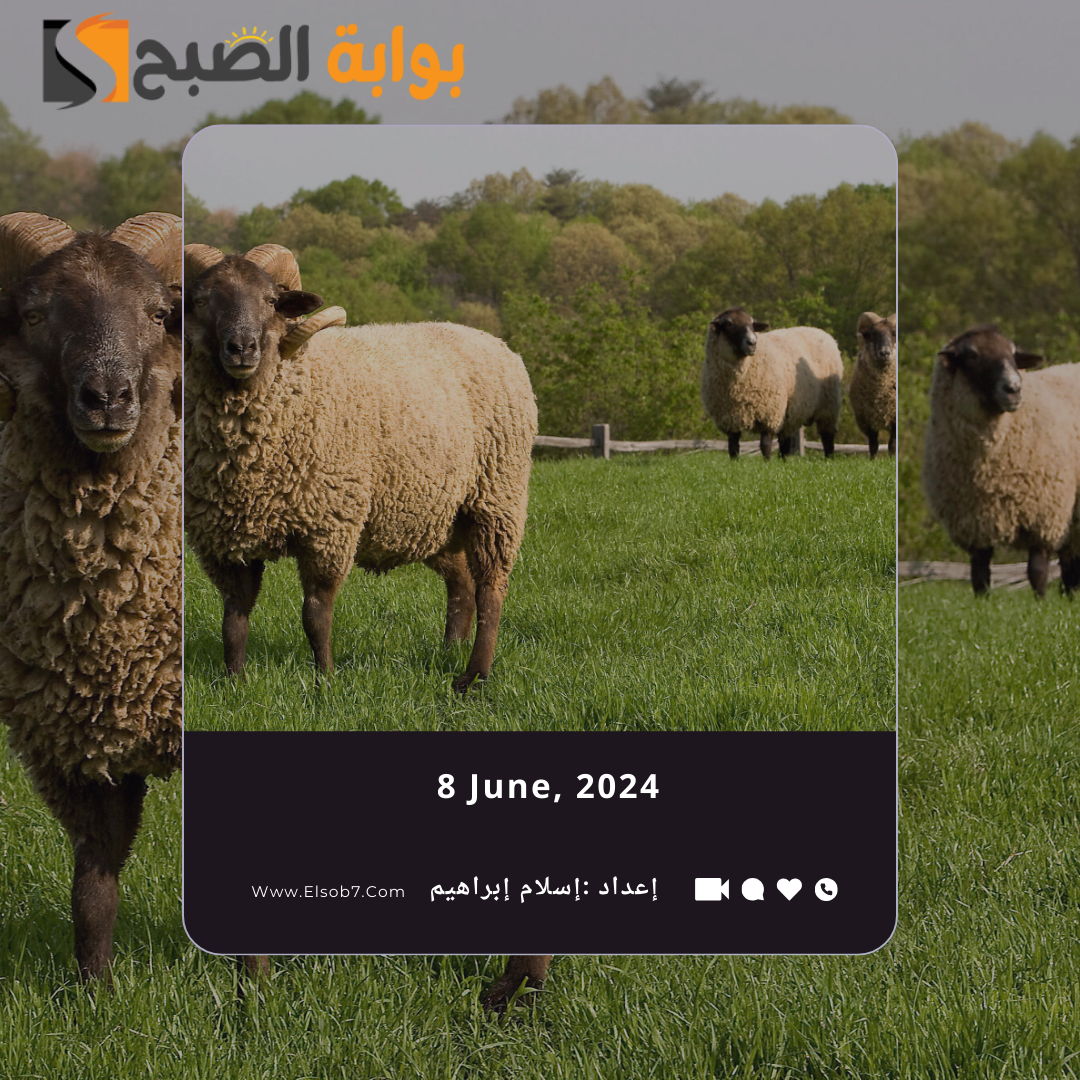 سعر صك الأضحية في السعودية 2024 - 1445