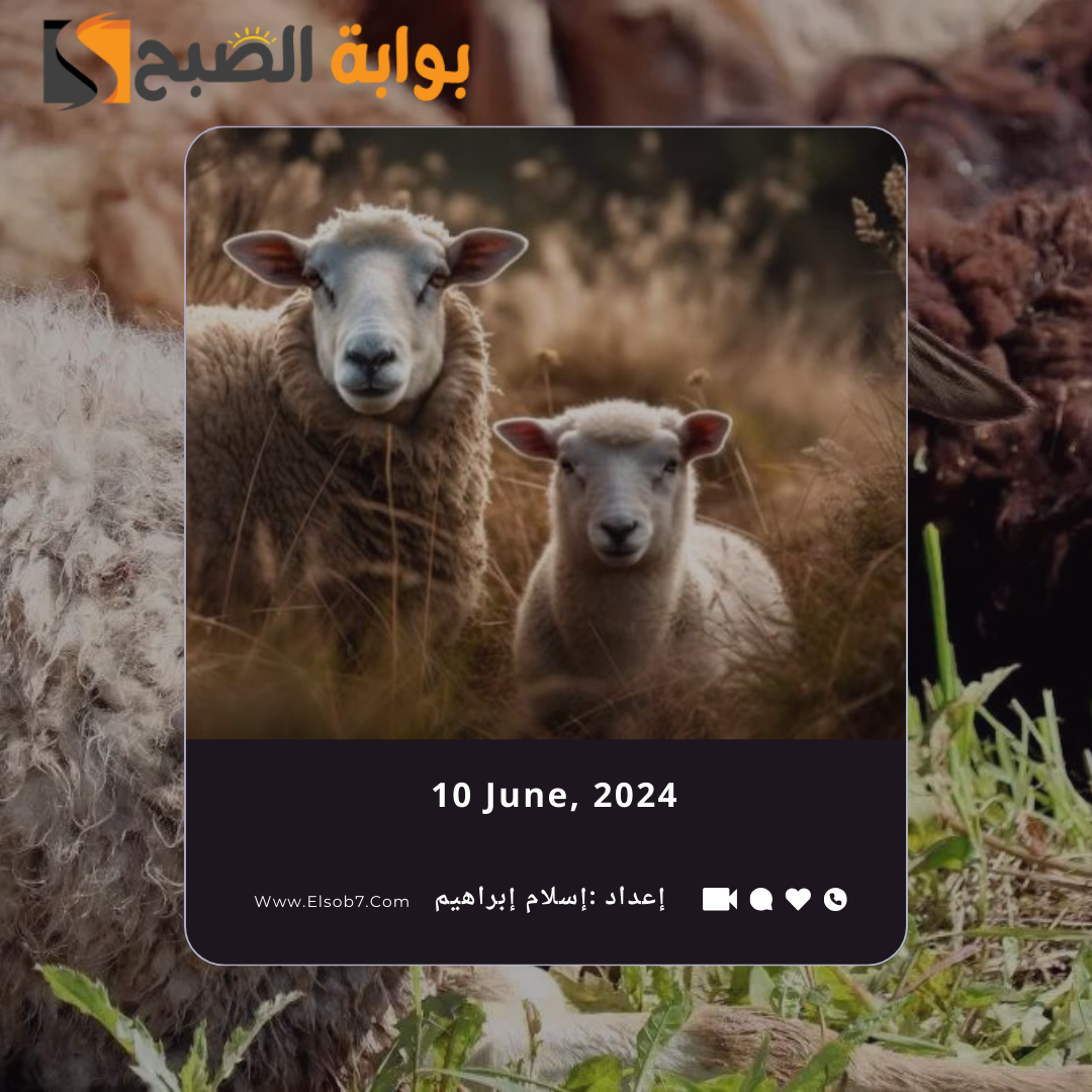 سعر الذبح للاضحية 2024 الرياض