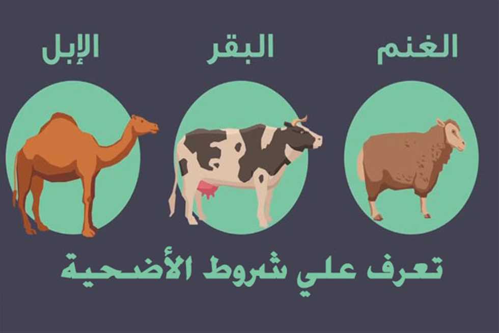 مواصفات الأضحية السليمة الخالية من الأمراض