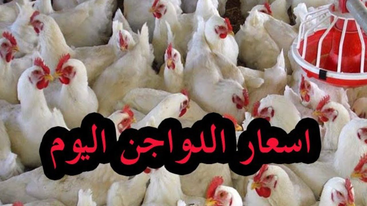 أسعار بورصة الدواجن اليوم
