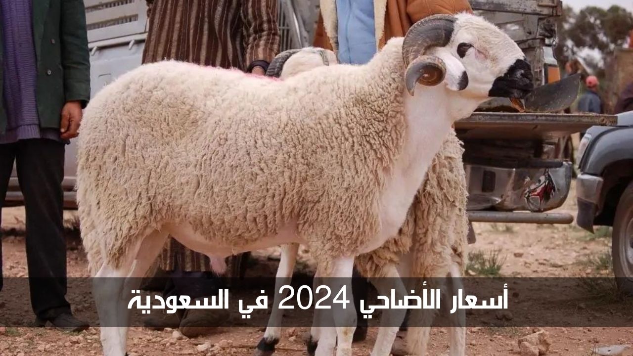 أسعار الأضاحي 2024 في السعودية