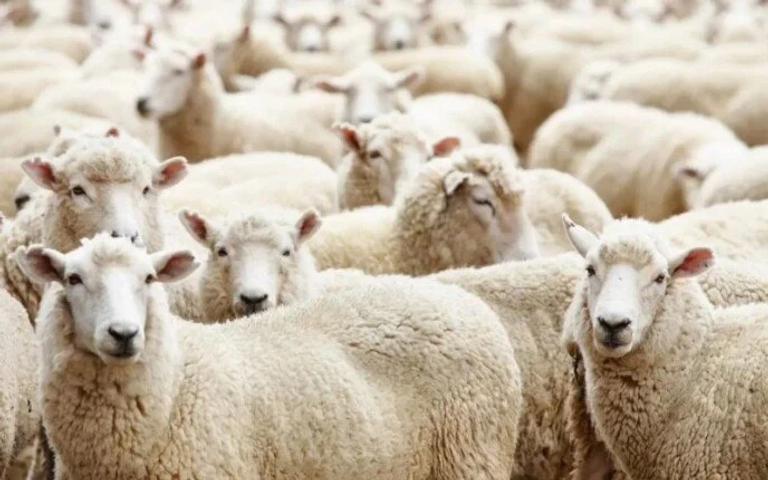 أسعار الأضاحي في السعودية 1445