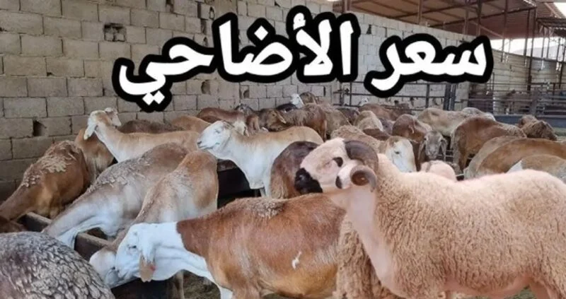 أسعار الأضاحي في السعودية