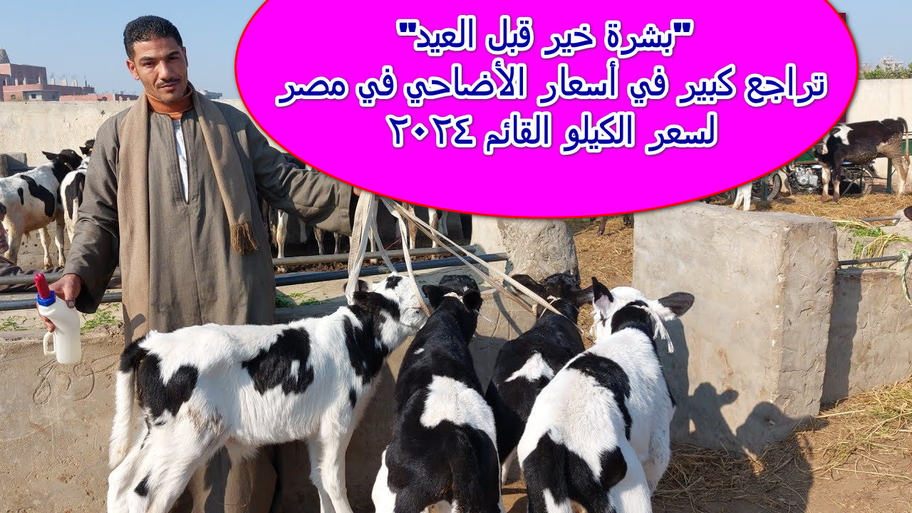 أسعار الأضاحي في مصر