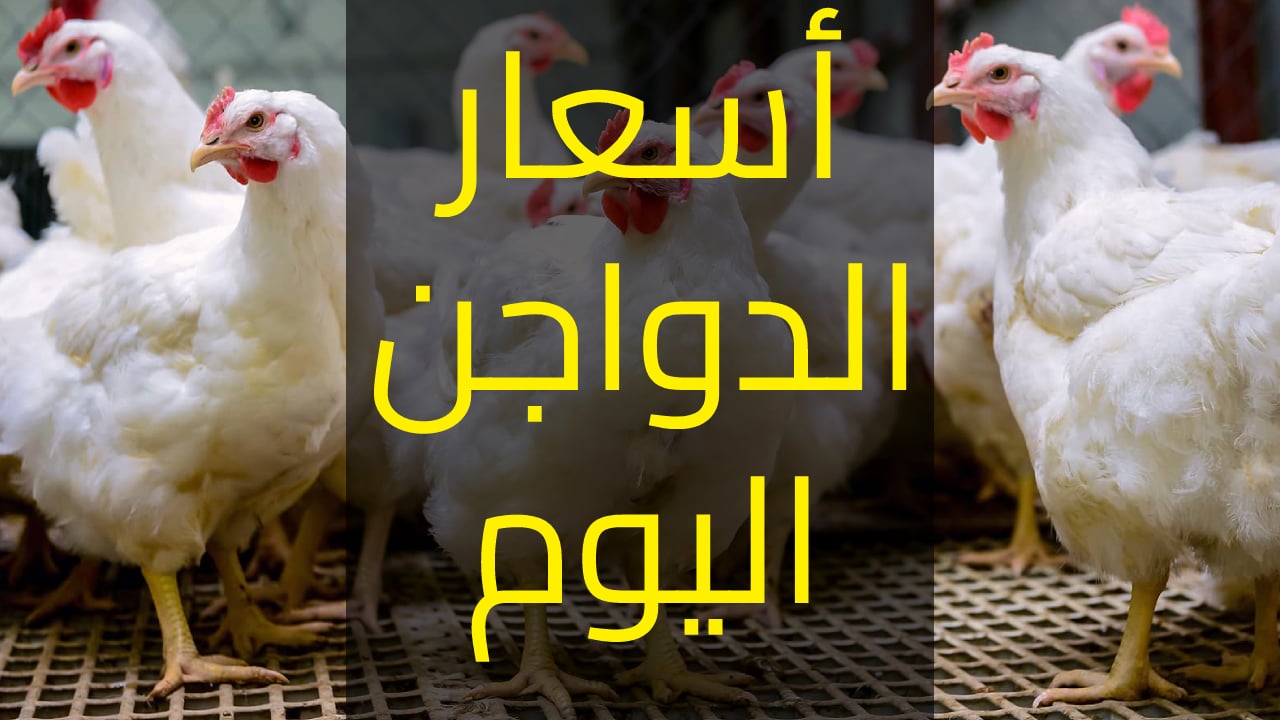 أسعار بورصة الدواجن اليوم