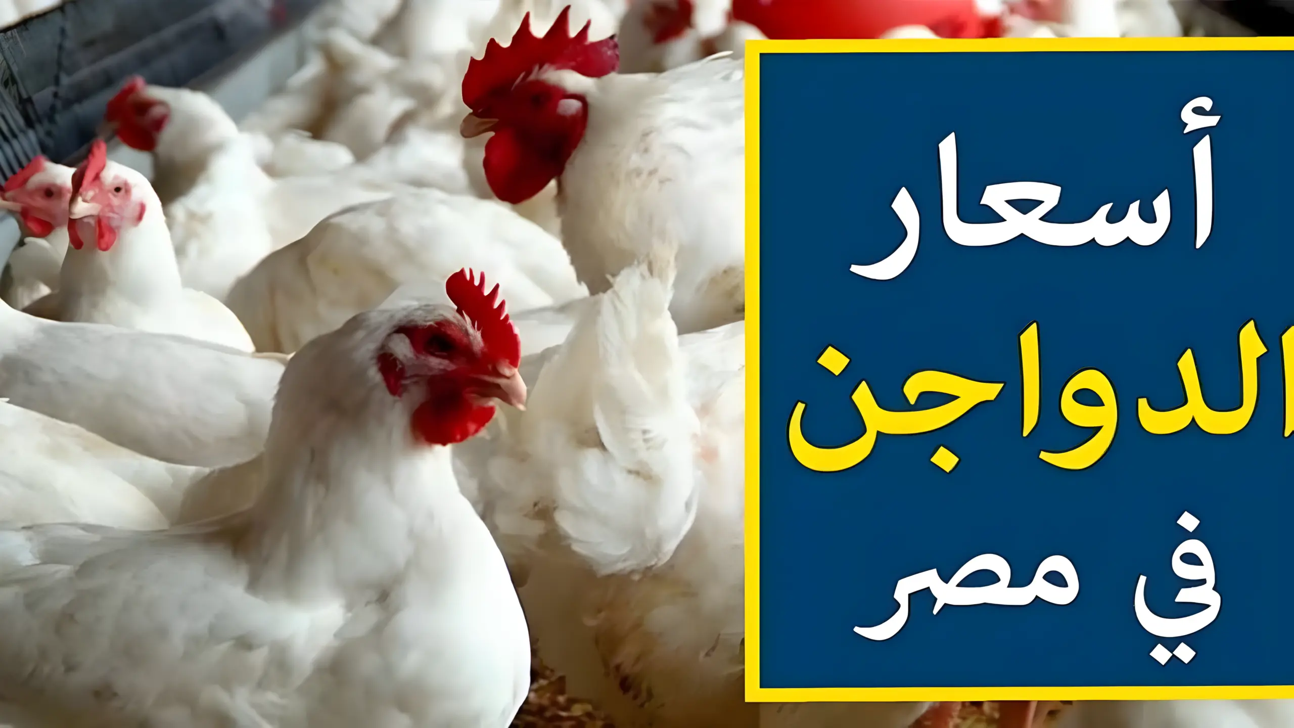 ارتفاع جديد في أسعار الفراخ اليوم