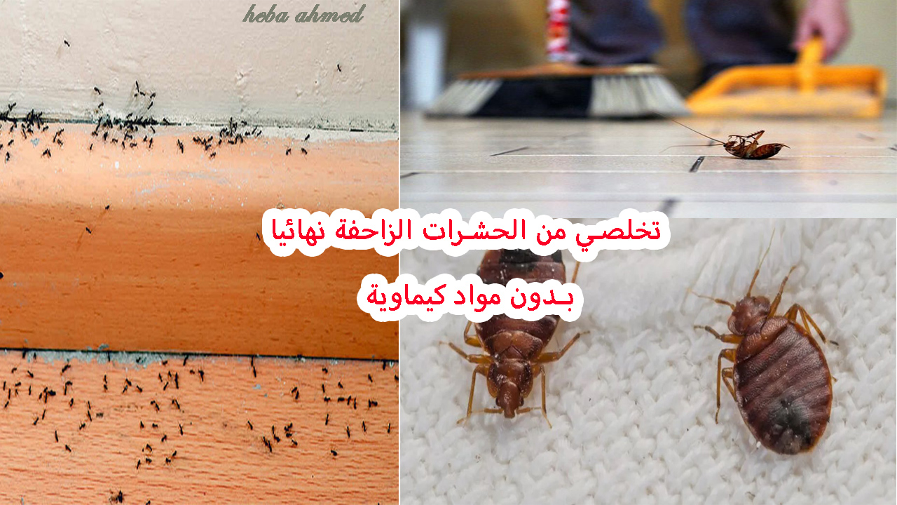 التخلص من ااحشرات الزاحفة
