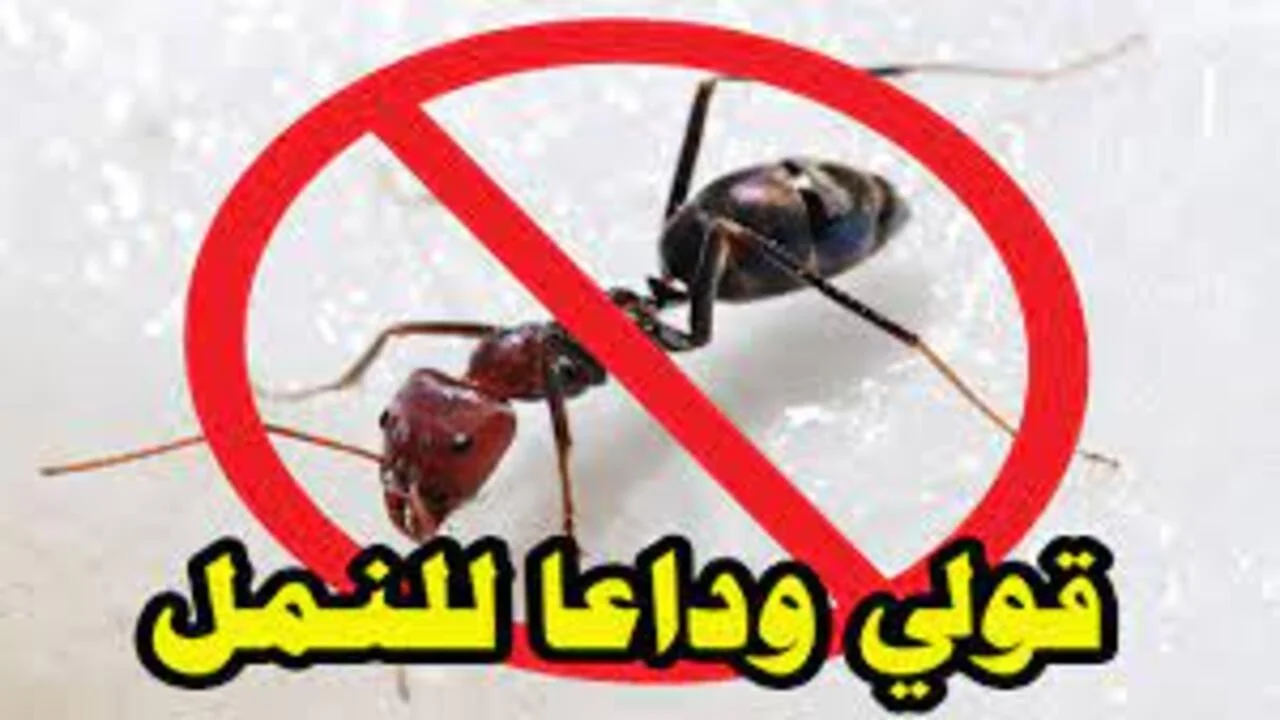 طرق القضاء على النمل