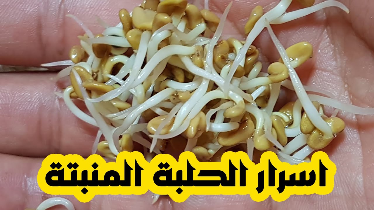 الحلبة المنبتة