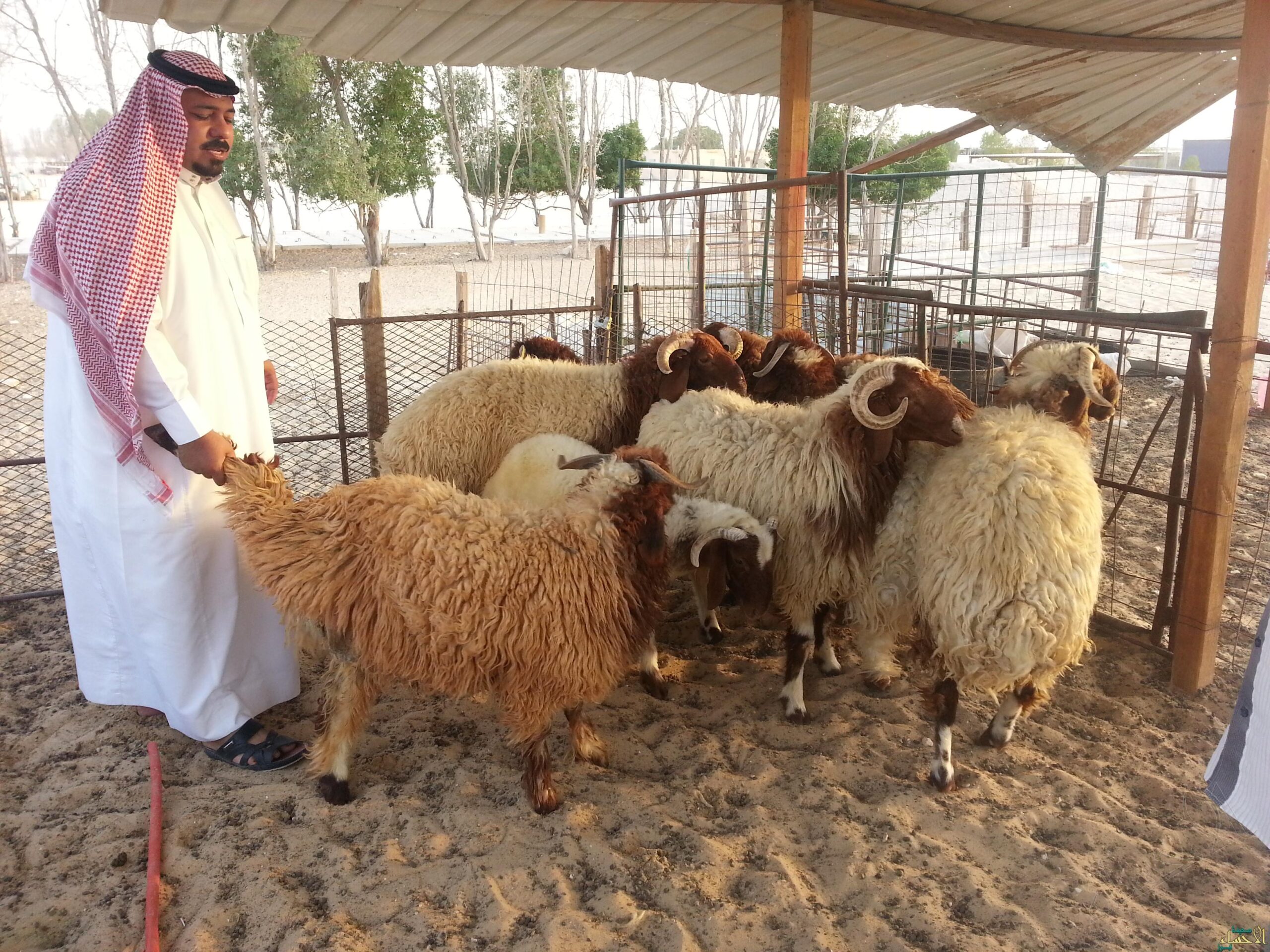 المسالخ المعتمدة في الرياض