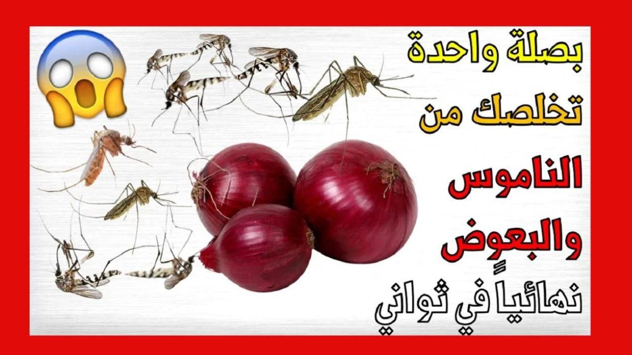 بصلة ومسمار للتخلص من النمل والصراصير