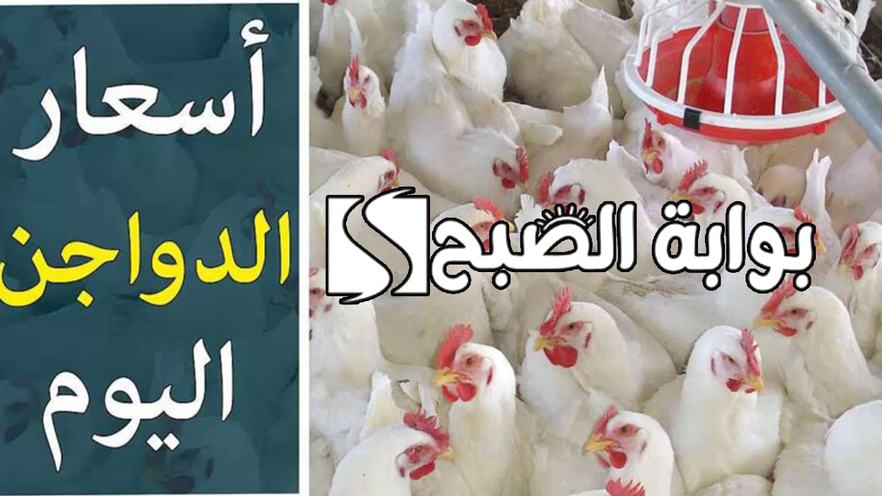 بورصة الدواجن اليوم الفراخ البيضاء