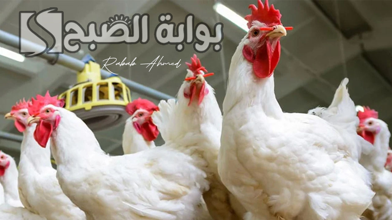 بورصة الدواجن اليوم الفراخ البيضاء