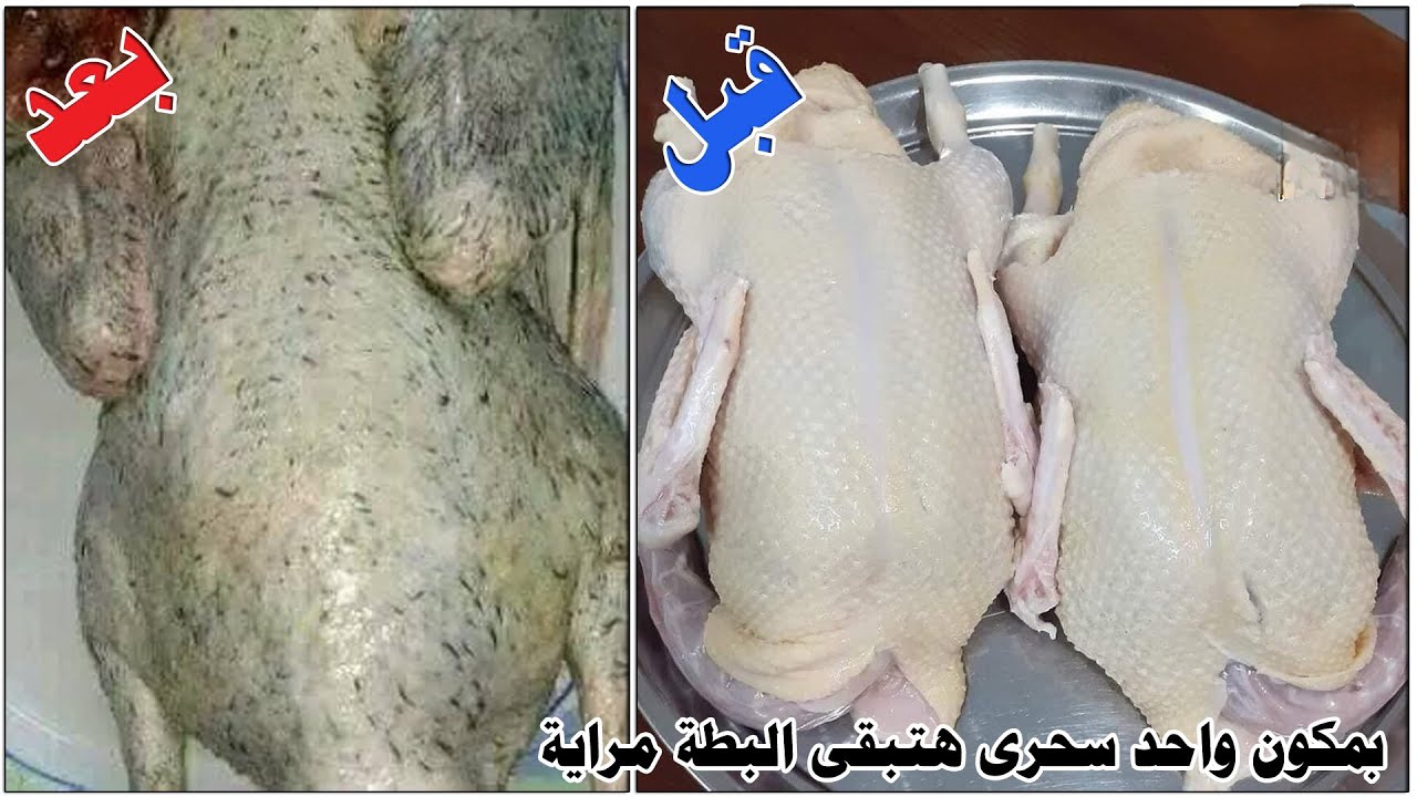 تتظيف البط