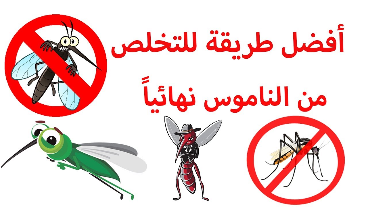 حل سحري للقضاء على الناموس نهائيًا
