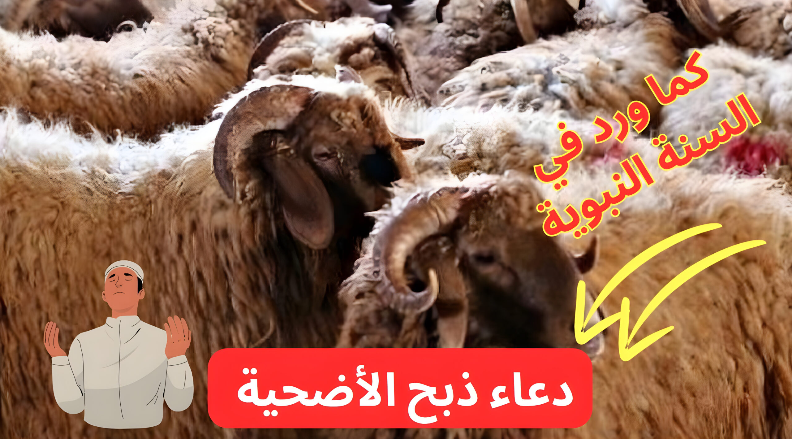 دعاء ذبح الأضحية كما ورد في السنة